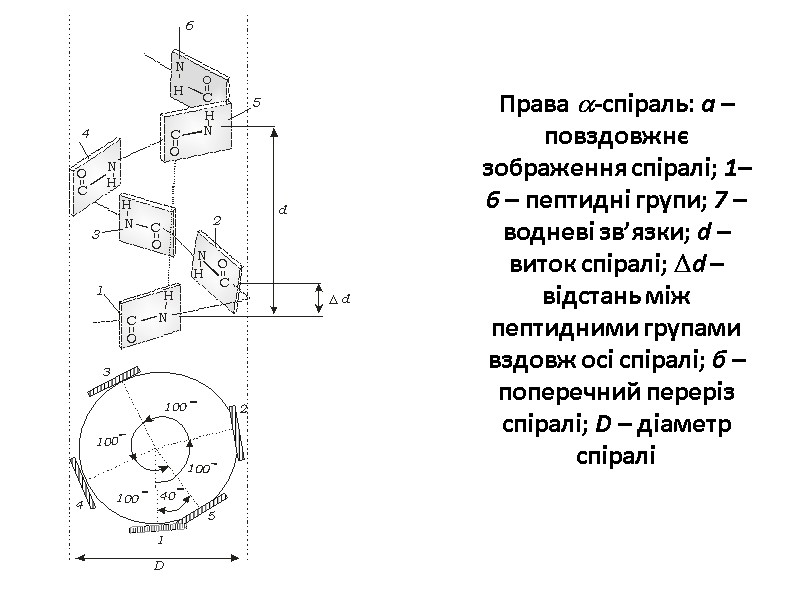 Права -спіраль: а – повздовжнє зображення спіралі; 1–6 – пептидні групи; 7 – водневі